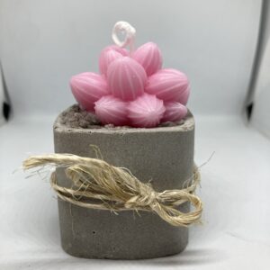 Maceta de Suculenta Rosa